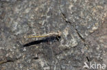 Small Skimmer (Orthetrum taeniolatum)