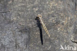 Small Skimmer (Orthetrum taeniolatum)