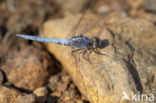 Kleine oeverlibel (Orthetrum taeniolatum)