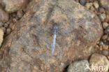 Small Skimmer (Orthetrum taeniolatum)