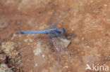 Small Skimmer (Orthetrum taeniolatum)