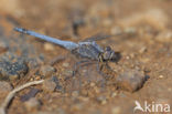 Kleine oeverlibel (Orthetrum taeniolatum)