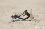 Kleine oeverlibel (Orthetrum taeniolatum)