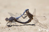 Kleine oeverlibel (Orthetrum taeniolatum)