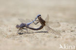 Kleine oeverlibel (Orthetrum taeniolatum)