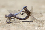 Kleine oeverlibel (Orthetrum taeniolatum)