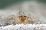 Kleine oeverlibel (Orthetrum taeniolatum)