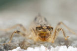 Small Skimmer (Orthetrum taeniolatum)