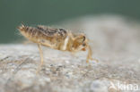 Kleine oeverlibel (Orthetrum taeniolatum)