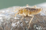 Small Skimmer (Orthetrum taeniolatum)