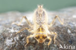 Small Skimmer (Orthetrum taeniolatum)