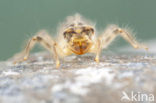 Small Skimmer (Orthetrum taeniolatum)