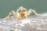 Small Skimmer (Orthetrum taeniolatum)