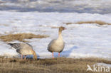 Pink-footed Goose (Anser brachyrhynchus)