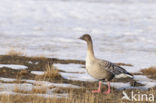 Pink-footed Goose (Anser brachyrhynchus)