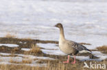 Kleine Rietgans (Anser brachyrhynchus)