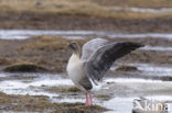 Pink-footed Goose (Anser brachyrhynchus)