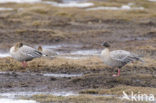 Kleine Rietgans (Anser brachyrhynchus)