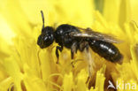 Kleine roetbij (Panurgus calcaratus)