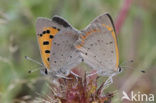 Kleine vuurvlinder (Lycaena phlaeas)