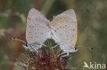 Small Copper (Lycaena phlaeas)