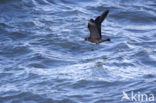 Long-tailed Jaeger (Stercorarius longicaudus)