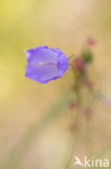 Klokjesgentiaan (Gentiana pneumonanthe) 