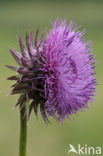 Nodding Thistle (Carduus nutans)
