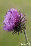 Knikkende distel (Carduus nutans)