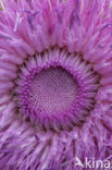 Nodding Thistle (Carduus nutans)