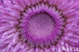 Nodding Thistle (Carduus nutans)