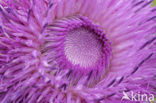 Nodding Thistle (Carduus nutans)