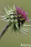 Nodding Thistle (Carduus nutans)