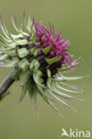 Knikkende distel (Carduus nutans)