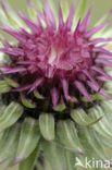 Nodding Thistle (Carduus nutans)