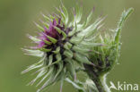 Knikkende distel (Carduus nutans)