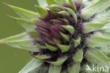 Knikkende distel (Carduus nutans)