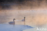 Mute Swan (Cygnus olor)