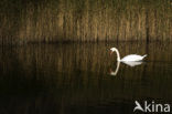 Knobbelzwaan (Cygnus olor)