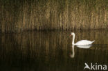 Knobbelzwaan (Cygnus olor)