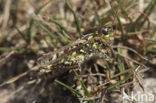 Knopsprietje (Myrmeleotettix maculatus)