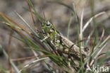 Knopsprietje (Myrmeleotettix maculatus)