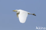 Koereiger (Bubulcus ibis)