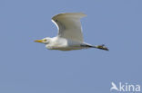 Koereiger (Bubulcus ibis)