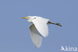 Cattle Egret (Bubulcus ibis)