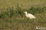 Koereiger (Bubulcus ibis)