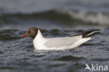 Black-headed Gull (Larus ridibundus)