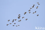 White-fronted goose (Anser albifrons)