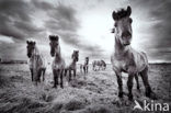 Konik horse (Equus spp)