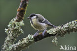 Great Tit (Parus major)